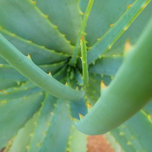 Cactus Namibia