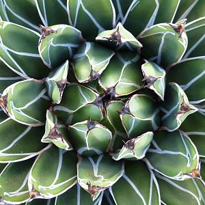 Cactus Namibia