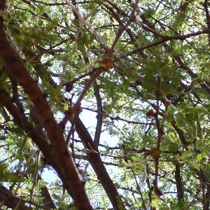 Boomslang Namibia (snake)