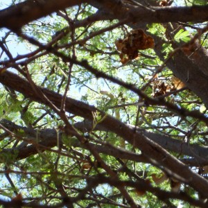 Boomslang Namibia (snake)