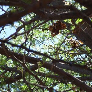 Boomslang Namibia (snake)