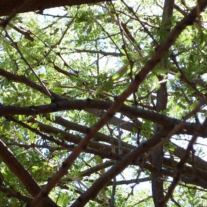 Boomslang Namibia (snake)