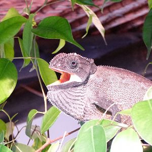 Chameleon Namibia