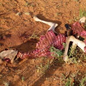 Young Blue Wildebeest Carcass