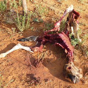 Young Blue Wildebeest Carcass