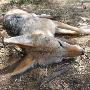 Black-backed Jackal Namibia