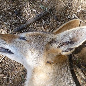 Black-backed Jackal Namibia