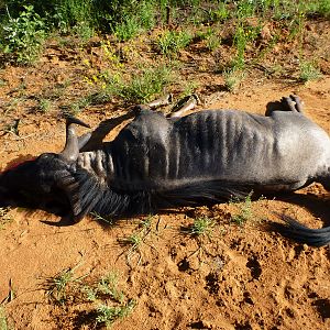 Cull Blue Wildebeest Namibia