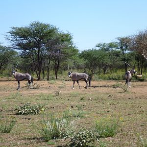 Gemsbok Namibia