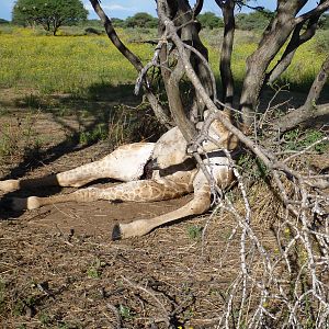 Dead Giraffe Namibia