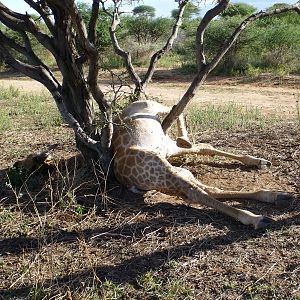 Dead Giraffe Namibia