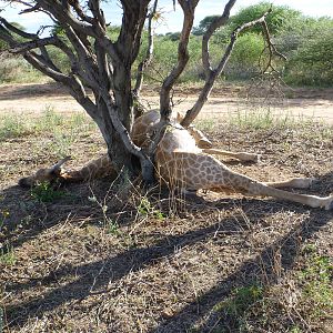 Dead Giraffe Namibia