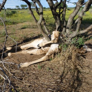 Dead Giraffe Namibia