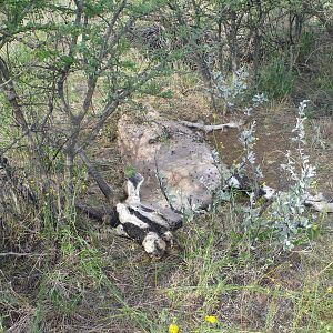 Dead Gemsbok Namibia