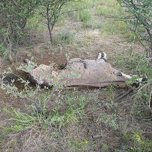 Dead Gemsbok Namibia