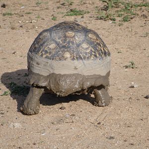 Tortoise Namibia