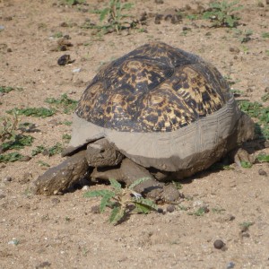 Tortoise Namibia