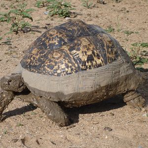 Tortoise Namibia