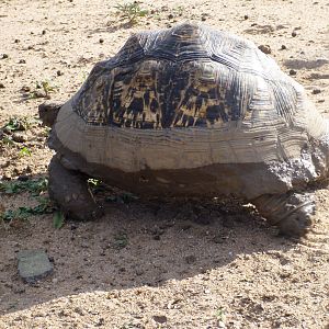 Tortoise Namibia