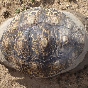 Tortoise Namibia