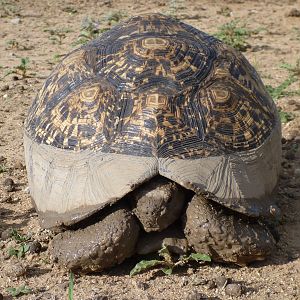 Tortoise Namibia