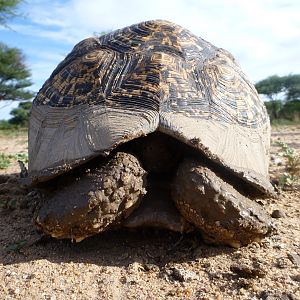 Tortoise Namibia