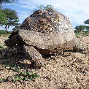 Tortoise Namibia