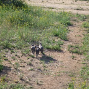 Young Warthog Namibia