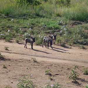 Young Warthog Namibia