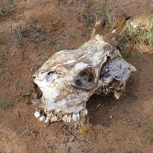 Giraffe Skull Namibia