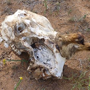 Giraffe Skull Namibia