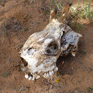 Giraffe Skull Namibia