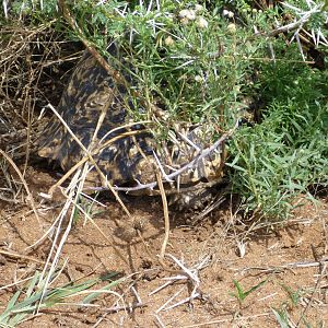 Tortoise Namibia