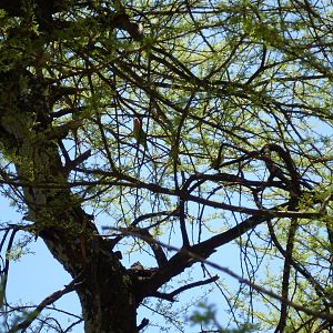 Lovebird Namibia