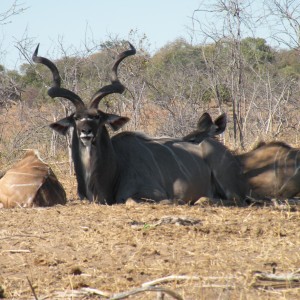 Kudu