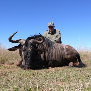 Blue Wildebeest