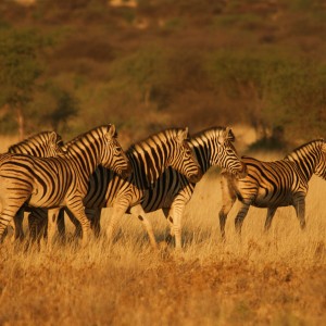 Namibia