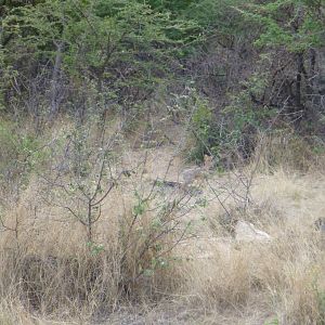 Damara Dik-dik Namibia