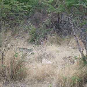 Damara Dik-dik Namibia