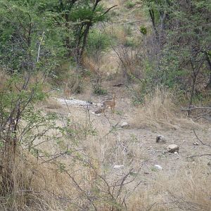 Damara Dik-dik Namibia