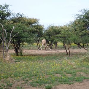 Giraffe Namibia