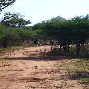 Ostrich Namibia