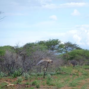 Kori Bustard Namibia