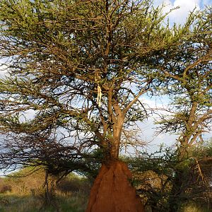 Leopard kill in tree Namibia