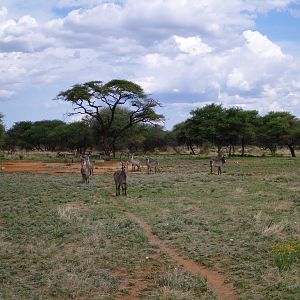 Waterbuck Namibia