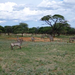 Waterbuck Namibia