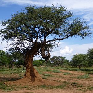 Leopard Tree Namibia