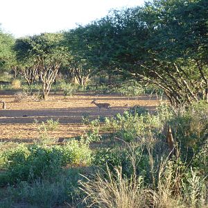 Steenbok Namibia