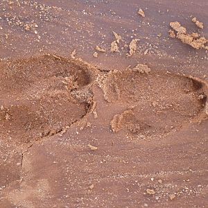 Tracks Namibia