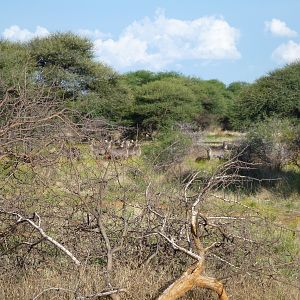 Waterbuck Namibia